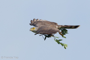 Crested Goshawk-120113-107EOS1D-FYAP3181-W.jpg