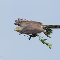 Crested Goshawk-120113-107EOS1D-FYAP3181-W.jpg