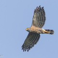 Crested Goshawk-141028-119EOS1D-FY1X5188-W.jpg