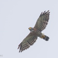 Crested Goshawk-161020-105EOS1D-F1X29146-W.jpg
