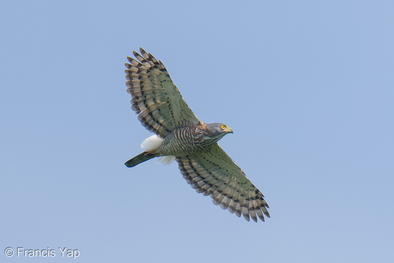 Crested_Goshawk-251108-131FRYAP-FYA02258-W.jpg