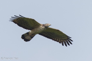 Crested Honey Buzzard-130322-105EOS1D-FY1X9335-W.jpg