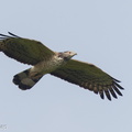 Crested Honey Buzzard-130322-105EOS1D-FY1X9335-W.jpg