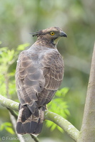 Crested Honey Buzzard-161102-106EOS1D-F1X27033-W.jpg