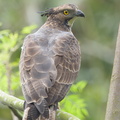 Crested Honey Buzzard-161102-106EOS1D-F1X27033-W.jpg