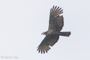 Crested Honey Buzzard-171109-115EOS1D-F1X21168-W.jpg
