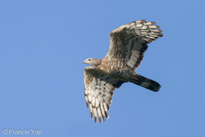Crested Honey Buzzard-211006-122MSDCF-FRY00248-W.jpg