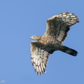 Crested Honey Buzzard-211006-122MSDCF-FRY00248-W.jpg