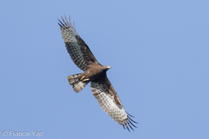 Crested Honey Buzzard-221116-159MSDCF-FYP05672-W.jpg