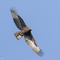 Crested Honey Buzzard-221116-159MSDCF-FYP05672-W.jpg
