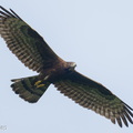 Crested Honey Buzzard-260114-149FRYAP-FYA08158-W.jpg
