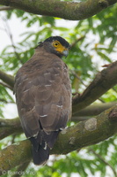 Crested Serpent Eagle-110827-104EOS1D-FYAP9474-W.jpg