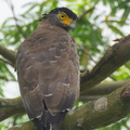 Crested Serpent Eagle-110827-104EOS1D-FYAP9474-W.jpg