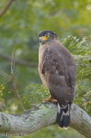 Crested Serpent Eagle-140929-118EOS1D-FY1X6959-W.jpg