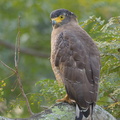 Crested Serpent Eagle-140929-118EOS1D-FY1X6959-W.jpg