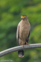 Crested Serpent Eagle-190421-116ND500-FYP_9332-W.jpg