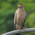 Crested Serpent Eagle-190421-116ND500-FYP_9332-W.jpg