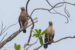 Crested Serpent Eagle-190421-116ND500-FYP_9712-W.jpg