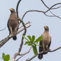 Crested Serpent Eagle-190421-116ND500-FYP_9712-W.jpg