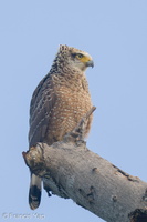 Crested Serpent Eagle-210620-114MSDCF-FRY02676-W.jpg
