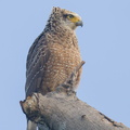 Crested Serpent Eagle-210620-114MSDCF-FRY02676-W.jpg