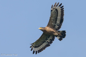 Crested Serpent Eagle-211021-124MSDCF-FRY04163-W.jpg