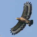 Crested Serpent Eagle-211021-124MSDCF-FRY04163-W.jpg