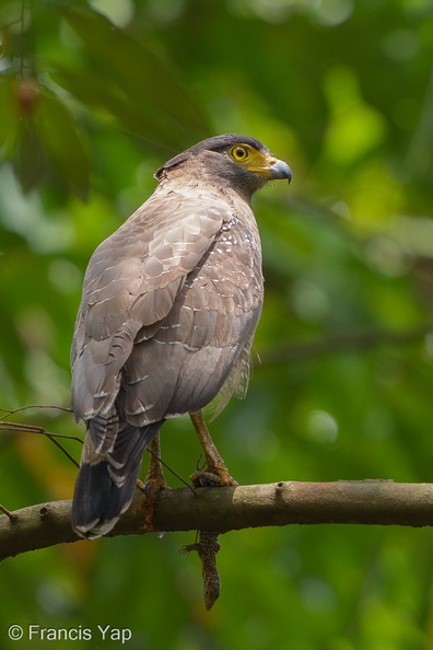 Crested_Serpent_Eagle-260325-166FRYAP-FYA06067-W.jpg
