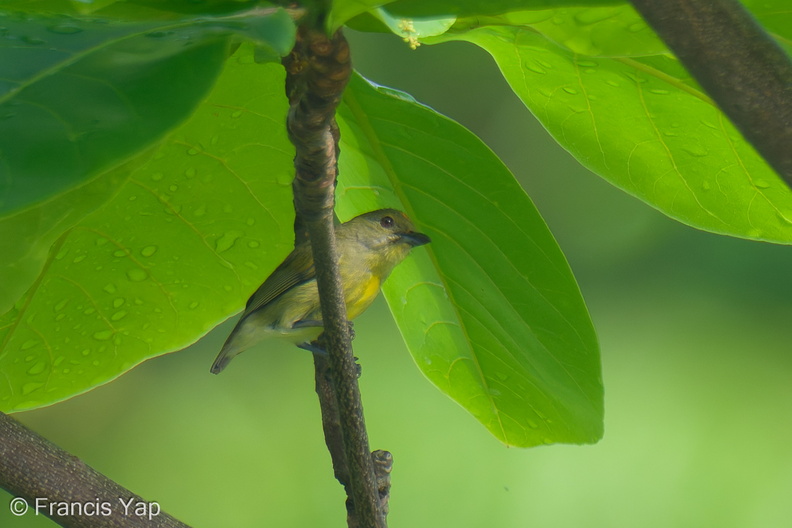 Crimson-breasted_Flowerpecker-250414-102FRYAP-FYA09636-W.jpg