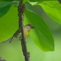 Crimson-breasted Flowerpecker-250414-102FRYAP-FYA09636-W.jpg