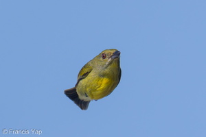 Crimson-breasted Flowerpecker-250419-103FRYAP-FYA09488-W.jpg