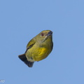 Crimson-breasted Flowerpecker-250419-103FRYAP-FYA09488-W.jpg