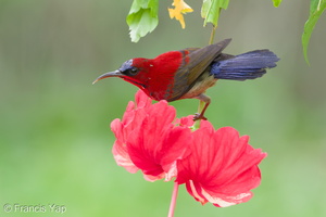 Crimson Sunbird-100904-102EOS7D-IMG_9380-W.jpg