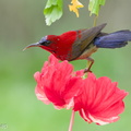 Crimson Sunbird-100904-102EOS7D-IMG_9380-W.jpg