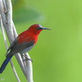 Crimson Sunbird-131226-112EOS1D-FY1X5426-W.jpg