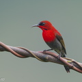 Crimson Sunbird-141021-119EOS1D-FY1X3913-W.jpg