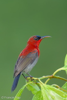 Crimson Sunbird-250404-102FRYAP-FYA00205-W.jpg