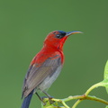 Crimson Sunbird-250404-102FRYAP-FYA00205-W.jpg