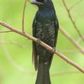 Crow-billed Drongo-161023-106EOS1D-F1X20874-W.jpg
