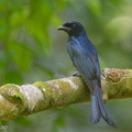 Crow-billed Drongo-171002-113EOS1D-F1X23033-W.jpg