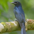Crow-billed Drongo-171002-113EOS1D-F1X23123-W.jpg