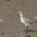 Curlew Sandpiper-120928-102EOS1D-FY1X0600-W.jpg