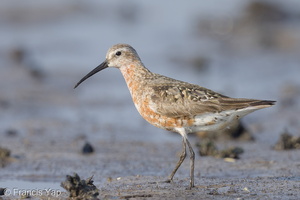 Curlew Sandpiper-130822-109EOS1D-FY1X8486-W.jpg