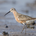 Curlew Sandpiper-130822-109EOS1D-FY1X8486-W.jpg