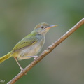 Dark-necked Tailorbird-150722-100EOS5D-FY5S2845-W.jpg