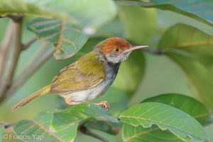 Dark-necked Tailorbird-190710-118ND500-FYP_2534-W.jpg