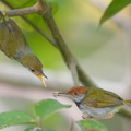 Dark-necked Tailorbird-190816-119ND500-FYP_6376-W.jpg