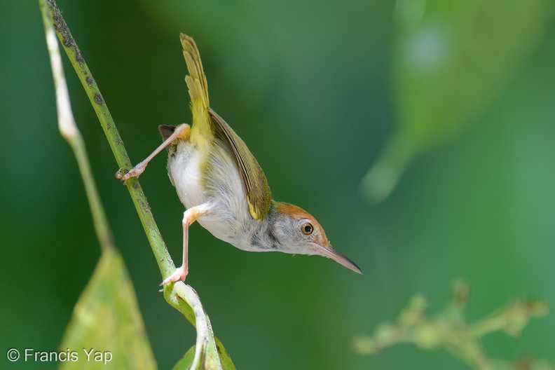 Dark-necked_Tailorbird-250619-111FRYAP-FYA08485-W.jpg