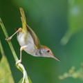 Dark-necked Tailorbird-250619-111FRYAP-FYA08485-W.jpg