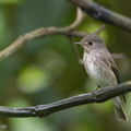Dark-sided Flycatcher-120421-110EOS1D-FYAP7562-W.jpg